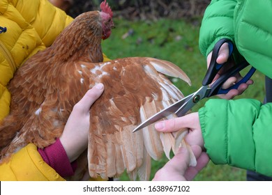 Holding A Free Range Chicken And Clipping Its Wing Feathers With Scissors To Stop It Flying Away 