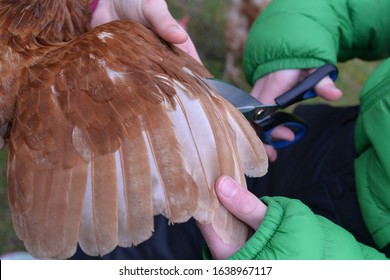 Holding A Free Range Chicken And Clipping Its Wing Feathers With Scissors To Stop It Flying Away 