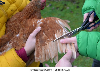 Holding A Free Range Chicken And Clipping Its Wing Feathers With Scissors To Stop It Flying Away 