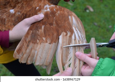 Holding A Free Range Chicken And Clipping Its Wing Feathers With Scissors To Stop It Flying Away 