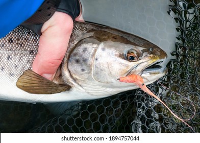 Holding The Fresh Caught Sea Trout