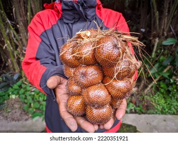 Holding Fresh Salacca Zalacca Fruits.