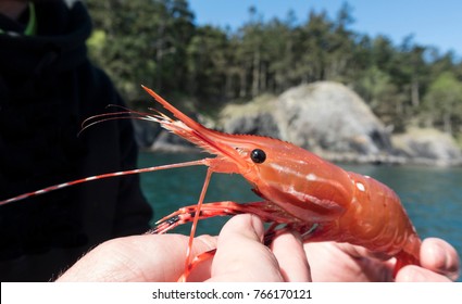 Holding A Freshly Caught Spot Prawn