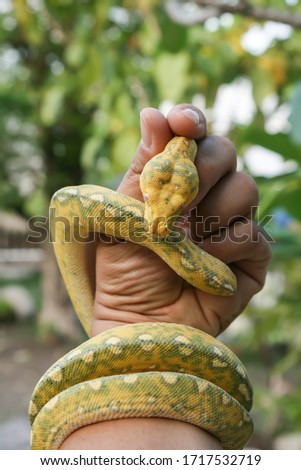 holding green tree python in one hand