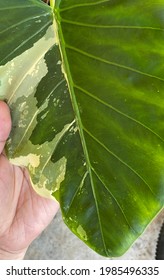 Holding A Green And Yellow Yam Leaf.