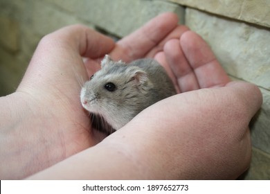 Holding Hamster in gentle hands - Shutterstock ID 1897652773