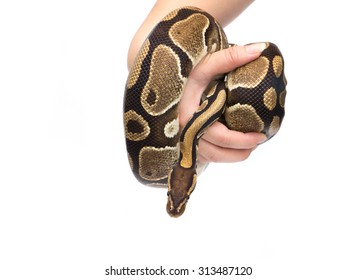 3,581 Holding python Images, Stock Photos & Vectors | Shutterstock