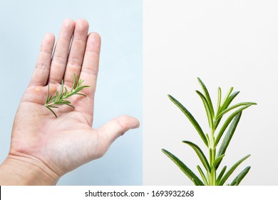 Holding Hand A Rosemary On Whit Background.