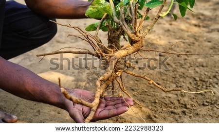 Holding hand Withania somnifera plant known as Ashwagandha. Fruit Berry with ashwagandha leaves, Indian ginseng herbs, poisonous gooseberry, or winter cherry. Benefits for stress and healthcare