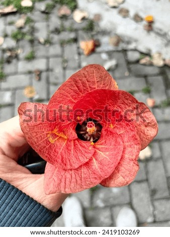 holding a hibiscus flower in the middle of a cloudy day is a very pleasant sight

