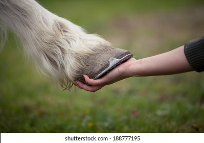 holding hoof of a white horse  - Powered by Shutterstock