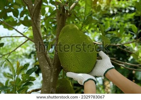 Holding Jackfruit in hands, it is a perennial plant. The trunk and branches when wounded have thick white latex. The fruit is a large sum, unripe fruit, green rind, blunt thorns.                      