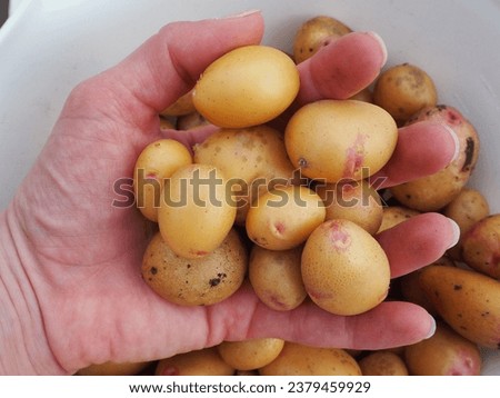 Holding King Edward potatoes over bowl of potatoes