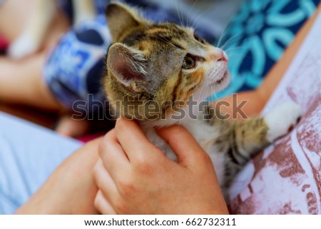 holding a kitten on a ginger hand on a white background little kitten in the hands of a child