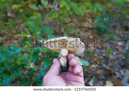 Holding Large Gilled Edible Mushrooms In Hand