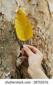 holding a leaf