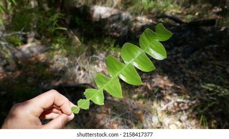 Holding The Leaf Of A Bull Banksia (Banksia Grandis)