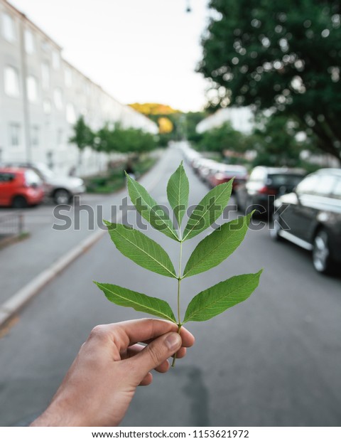Holding up a leaf in left hand towards\
a road with parked cars in Gothenburg\
Sweden.