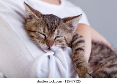 Holding A New Pet - A Little Kitten Sleeping On Child Arm