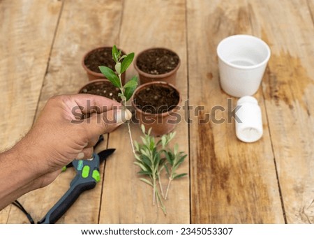 Holding an olive tree stem in hand to plant in a pot. Growing trees concept.