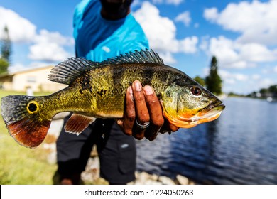 Holding A Peacock Bass