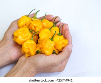 holding  peppers Yellow chilli Naga viper 
