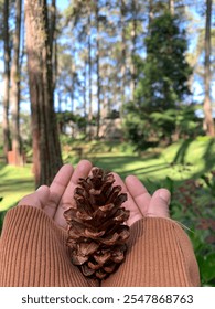 Holding a pinecone in a pine forest