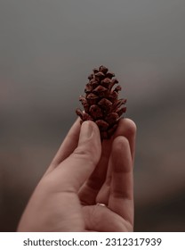 holding pinecones with pine forestbackground