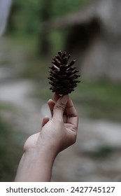 holding pinecones with pine forestbackground