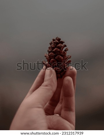 holding pinecones with pine forestbackground