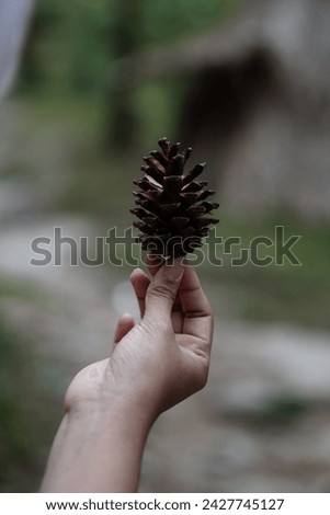 holding pinecones with pine forestbackground