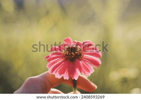 Holding a pink zinnia flower in the garden