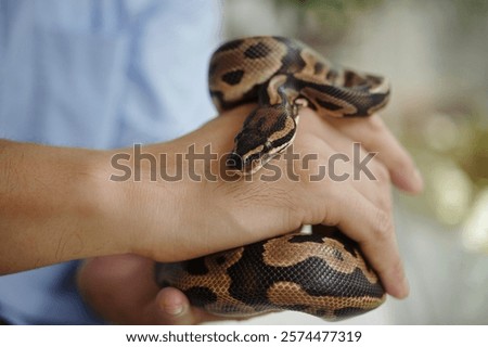 Holding a Python Snake with Hands in Close-Up View