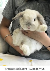 Holding the rabbit, Holland Lop