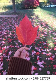 Holding  A Red Maple Leave