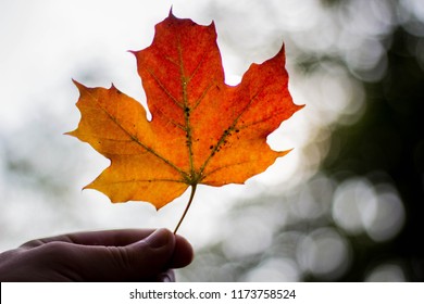 Holding Red/yellow Maple Leaf