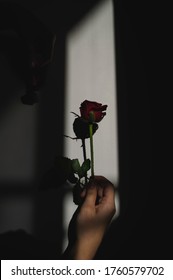 Holding Single Rose Against A White Wall 