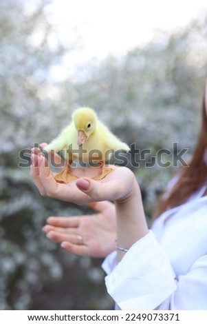 holding a small yellow duckling near a flowering tree. little duckling in hand