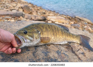 Holding Smallmouth Bass In Water, Fresh Water Lake Shore Fishing During Fall Season.