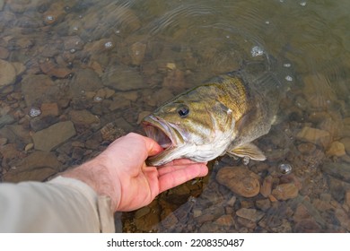 Holding Smallmouth Bass In Water, Fresh Water Lake Shore Fishing During Fall Season.