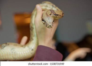 Holding The Snake In His Hand . Man Holds Snake Boa In His Hands. Dangerous Profession . Great Basin Gopher Snake (Pituophis Catenifer Deserticola) With His Tongue Hanging Out In The Hands Of