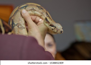 Holding The Snake In His Hand . Man Holds Snake Boa In His Hands. Dangerous Profession . Great Basin Gopher Snake (Pituophis Catenifer Deserticola) With His Tongue Hanging Out In The Hands Of