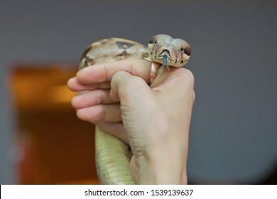 Holding The Snake In His Hand . Man Holds Snake Boa In His Hands. Dangerous Profession . Great Basin Gopher Snake (Pituophis Catenifer Deserticola) With His Tongue Hanging Out In The Hands Of