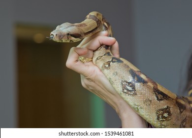 Holding The Snake In His Hand . Man Holds Snake Boa In His Hands. Dangerous Profession . Great Basin Gopher Snake (Pituophis Catenifer Deserticola) With His Tongue Hanging Out In The Hands Of