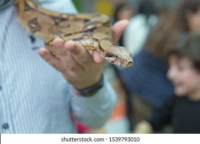 Holding The Snake In His Hand . Man Holds Snake Boa In His Hands. Dangerous Profession . Great Basin Gopher Snake (Pituophis Catenifer Deserticola) With His Tongue Hanging Out In The Hands Of