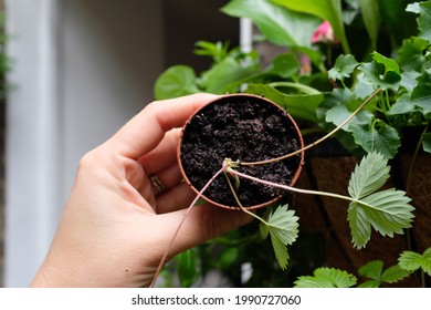 Holding strawberries in plant pot with strawberry runners in garden - Shutterstock ID 1990727060