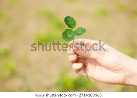 Holding a three-leaf clover in a hand while standing in a green field during daytime