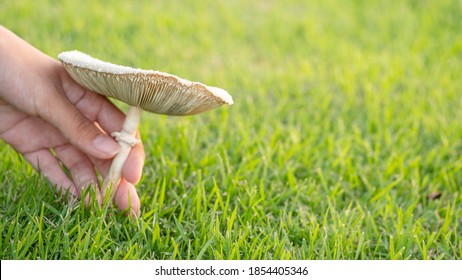 ืHand holding toadstool is based on green grass.