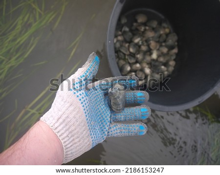 Holding vongole, or venus clam shell while collecting live mollusks in a shallow water