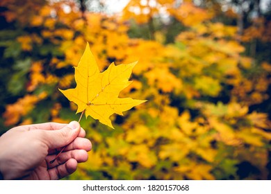 Holding A Yellow Maple Leave At Autumn.